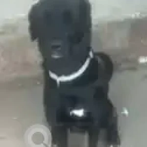 A Black Indie mix Dog Found from Santosh Hospital-2