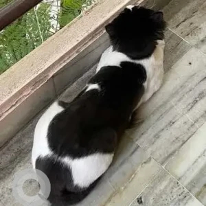 A Black and White Ragdoll Cat Missing from Hakeempet, Nizam Colony-4