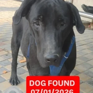 A Black Labrador Dog Found from Parsvnath Srishti Sector 93A