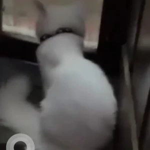A White Persian Cat Missing from Nagvarapalya, Niladri Sannidhi Apartment-2