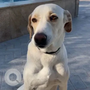 A White Mix Dog Missing from Al Khawaneej, Dekakeen, Quraanic Park, Last Exit
