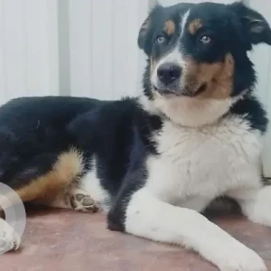 A Black and White Indie Himalayan Shepherd mix Dog Missing from Railway Officers colony