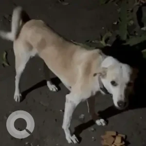 A White-Brown Mix Indie Dog Missing from Sahakarnagar