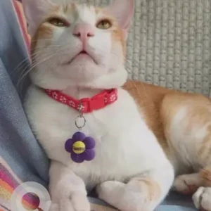 A White-Brown Mix Indie Cat Missing from 4Th A Cross, 3rd Block, HRBR Layout