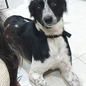 A Black and White Indie Dog Missing from Saras Bagh