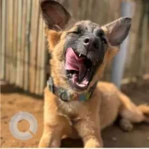 Female Indie-GSD Pahadi Mix Dog Adoption for Adoption in Gurgaon