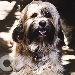 A White-Brown Mix Lasha Apsho Dog Missing from Ganigarapalya Hoshalli Cross