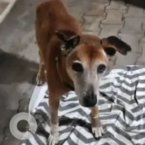 A White-Brown Mix Indie Dog Missing from Bengaluru
