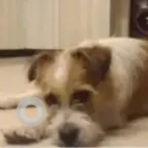 A White-Brown Mix Jack Russell Terrier Dog Found from Shalini Grounds, Jayanagar-2