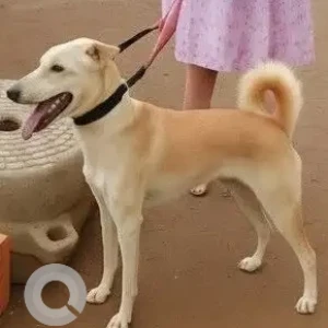 A White Indie Dog Missing from Dhayari