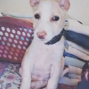 A White Indie Dog Missing from Panjabari, Namghar