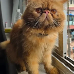 A Golden Persian Cat Found from Mapusa, Mapusa