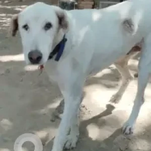 A White Indie Dog Missing from Lodhi Road