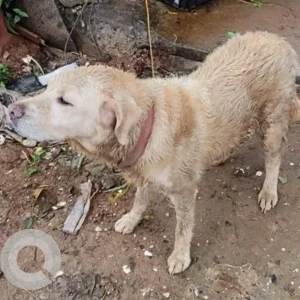 A White-Brown Mix Labrador Dog Found from Nehru Nagar, Bengaluru