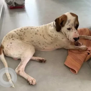 A White-Brown Mix Pakistani Bully Dog Found from Thanisandra