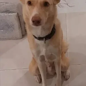 A White-Brown Mix indie Dog Missing from Jumeirah