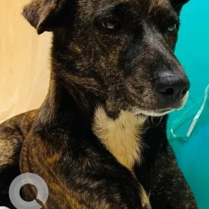 A Black and Brown Indie Dog Missing from Aquem, Margao