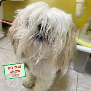 A White Shih Tzu X Dog Found from Simards Super Roast Beef