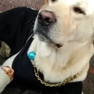 A White Labrador Dog Missing from Balagaranahalli, Near 12, Jain temple, Attibele-4