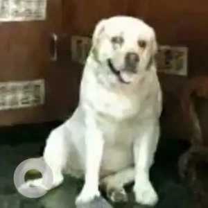 A White Labrador Dog Missing from Vijayangar 1st Stage