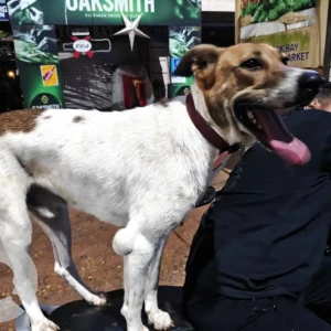 A White-Brown Mix Indie Dog Found from Betalbatim