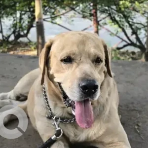 A White Labrador Dog Missing from Malakpet
