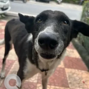 A Black and White Indie Dog Missing from Mother Dairy, Sector 52, Noida