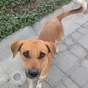 A White-Brown Mix Indie Dog Missing from Akshayanagar, Bengaluru
