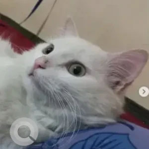 A White Turkish Angora Cat Missing from Bilekahalli, Bengaluru-2