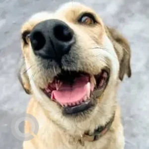 A White-Brown Mix Indie Dog Missing from Poonawalla Fincorp, Koregaon Park-2