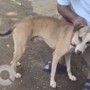A White-Brown Mix Indie Dog Found from Prabhadevi Mandir-2
