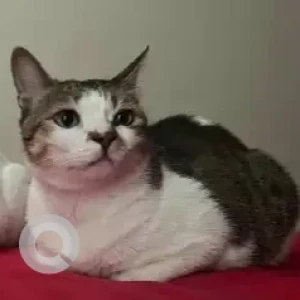 A Grey-White Mix Calico Cat Missing from Zuri Hotel, Whitefield