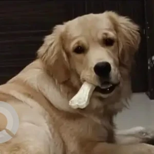 A Brown Golden Retriever Dog Missing from Paari Company
