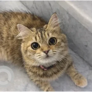 A Dusky Domestic Shorthair Cat Missing from Al Barsha 1