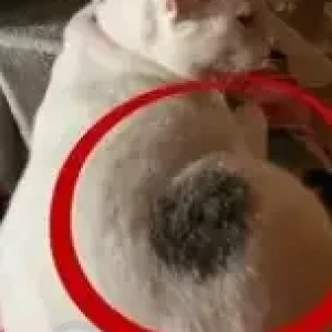 A Grey-White Mix Calico Cat Missing from Spring Playschool, Akshay Nagar-3