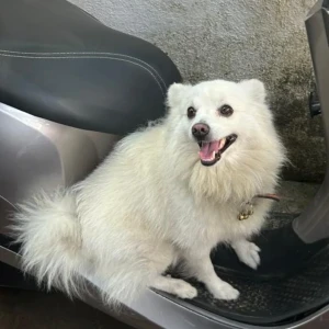 A White Indian Spitz Dog Missing from Wakad, Pimpri Chinchwad