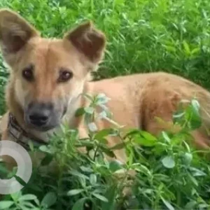 A White-Brown Mix Indie Dog Missing from Maruti Dental College Back Gate, Hulimavu