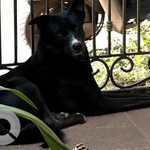 A Black Indie Dog Missing from Verla Canca