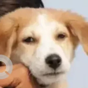 A White-Brown Mix Indie Dog Missing from Elwala
