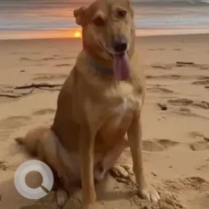 A Brown Indie Dog Missing from Sector 12, Dwarka