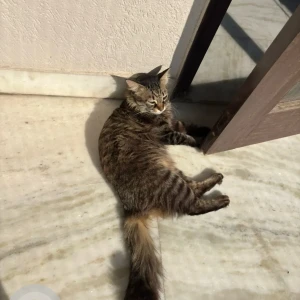 A Black and Brown Indie Cat Missing from House no. 322, Sector 47-2