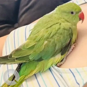 A Green Indian Ringneck Bird Missing from Mirdif area, 69C street