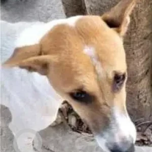 A White-Brown Mix Indie Dog Missing from Sector 5, New Delhi