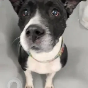 A Black and White Pitbull Dog Found from Harvard Ave Allston