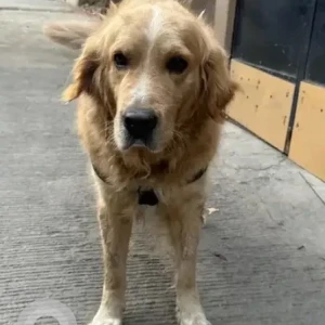 A Brown Golden Retriever Dog Found from Garvebhavi Palya