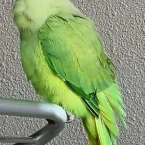 A Green Indian Ringneck Bird Missing from Wasl green park