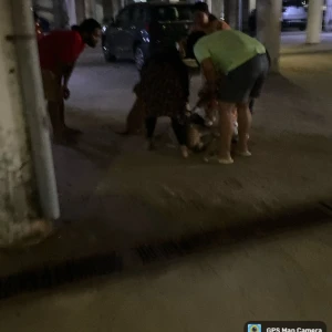 Rabies vaccination-81