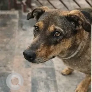 A Black and Brown Indie Dog Missing from Kanavali Puliva, Indirapuram-4