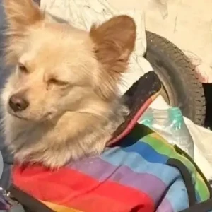 A White Pomeranian Dog Found from BIBA showroom on Ring Road Lajpat Nagar