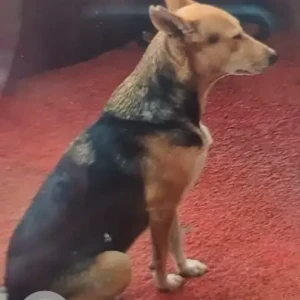 A Black and Brown Indie Dog Missing from Malviya Nagar-2